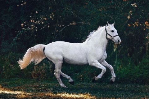 قیمت اسب ترکمن سفید با کیفیت ارزان + خرید عمده